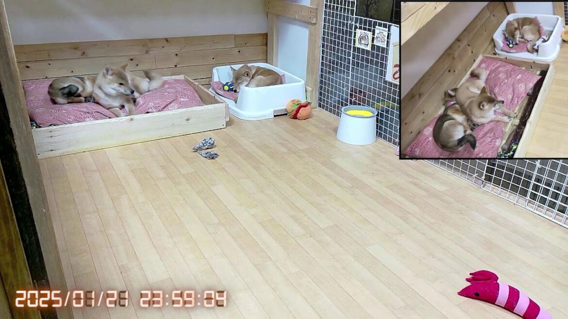 柴犬なつ！子育て生配信【生後134日】歯の生え変わりが痒くて至る所を齧る子犬たち！