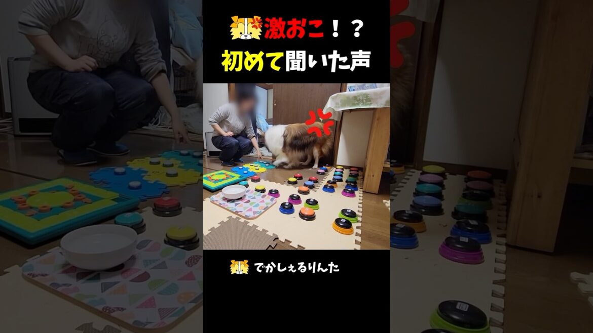 シェルティ激おこ⁉︎初めて聞いた声【会話ボタンでしゃべる犬】 #shorts #dog