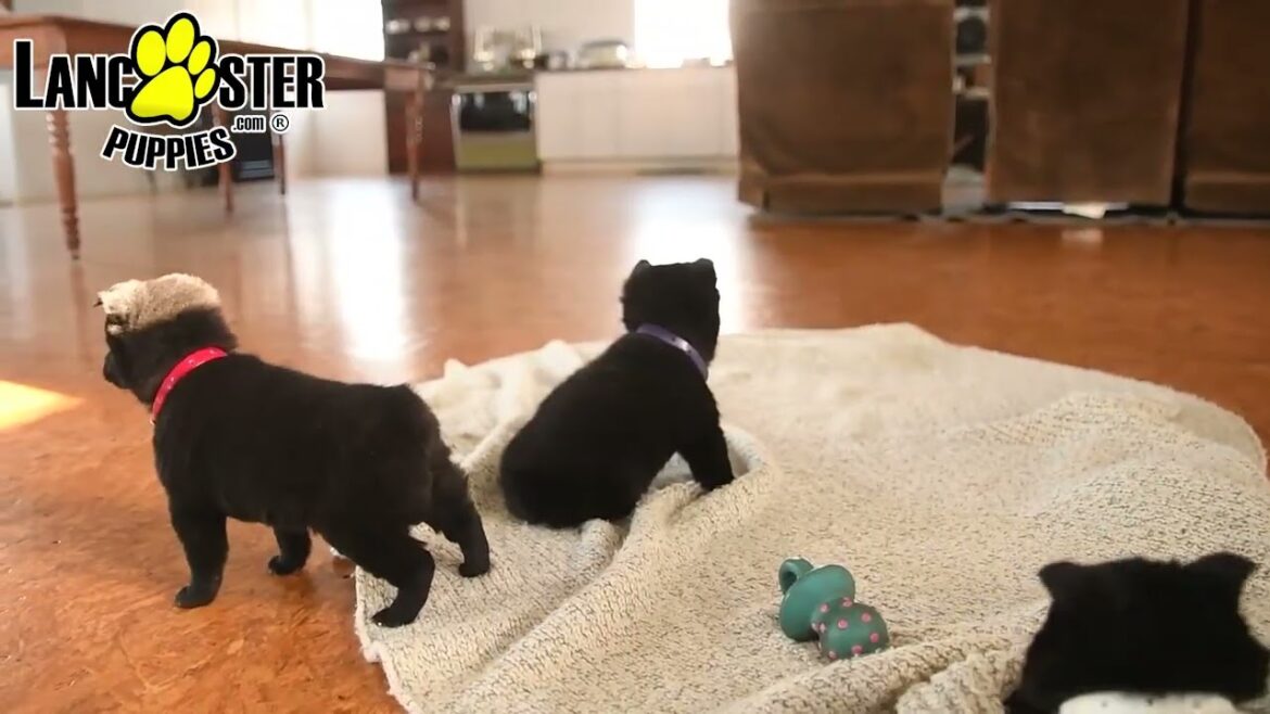 Adorable Schipperke Puppies