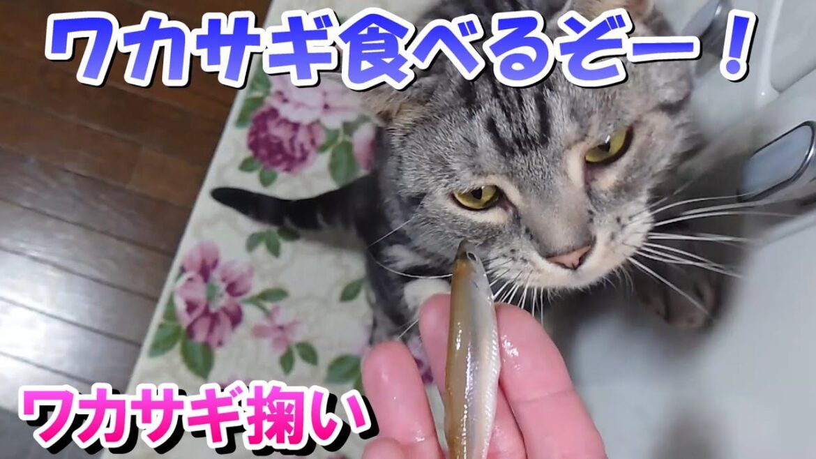 今年も琵琶湖でワカサギ掬い!2025年1月(アメリカンショートヘア) 今年も琵琶湖でワカサギ掬い!2025年1月(アメリカンショートヘア)