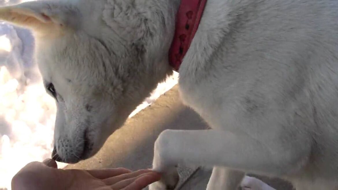 紀州犬ハッピーがせがむから・・・　（HD）