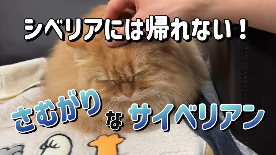 シベリアには帰れない寒がりサイベリアン猫 シベリアには帰れない寒がりサイベリアン猫