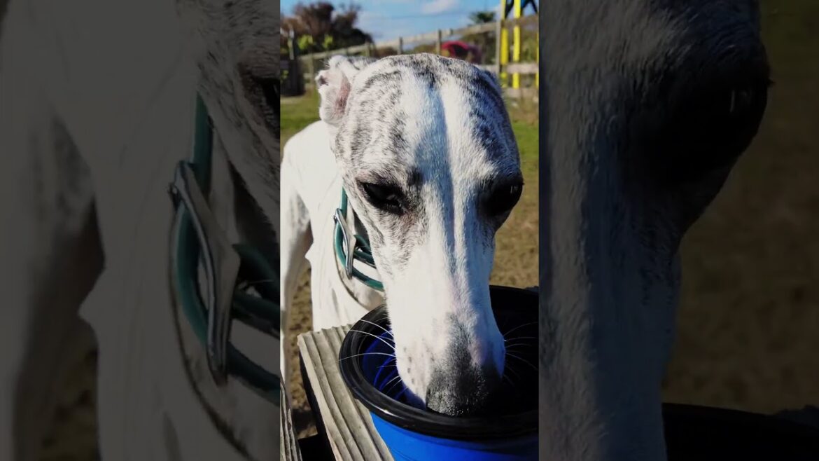ターボババァより速いウィペット❗️Whippets Speed Run❗️#whippet #ウィペット　#ターボばばあ