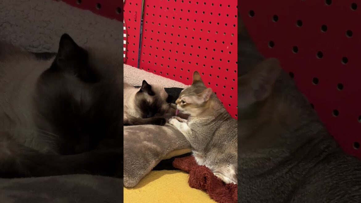 たぬき猫が寝ていたのでバレないようにひっそりペロペロするシンガプーラなのにゃ♪#cat #シンガプーラ #トンキニーズ#たぬき猫