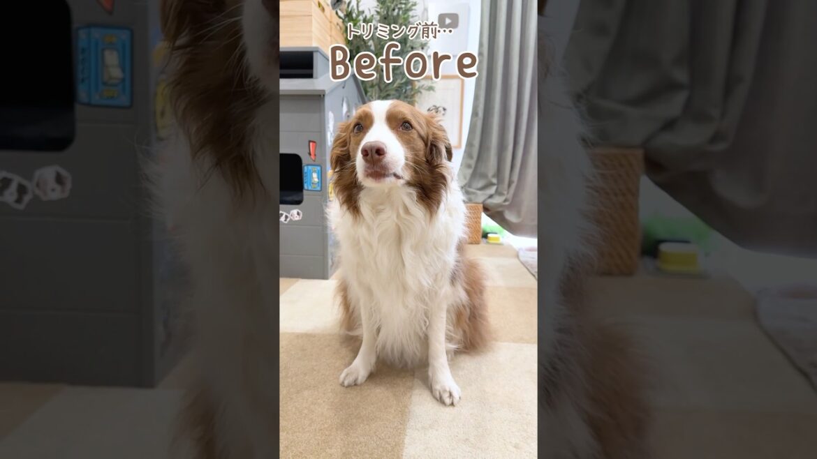 ふわふわになったらテンションが上がっちゃう犬が可愛すぎる😍【ボーダーコリー】#shorts