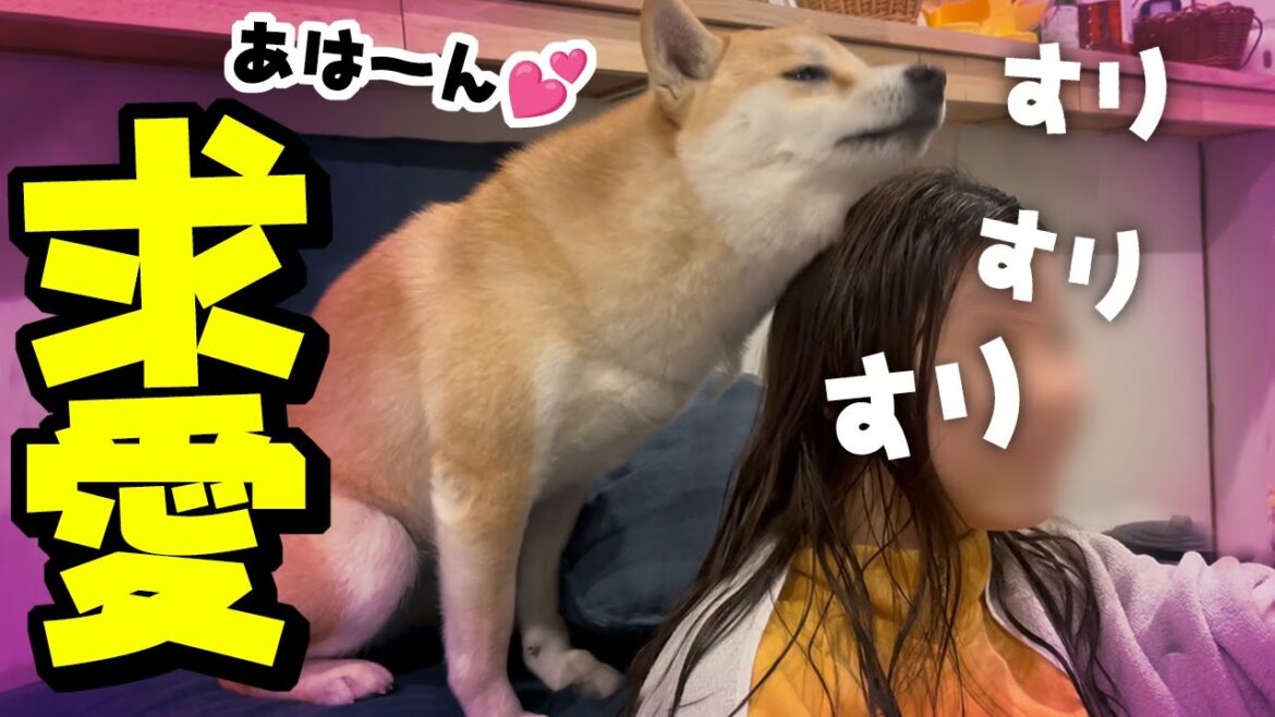 柴犬が初めて娘に求愛したらまさかの結果に…