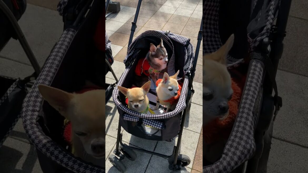 スムースコートチワワ 実は微妙な関係です #Shorts #dog