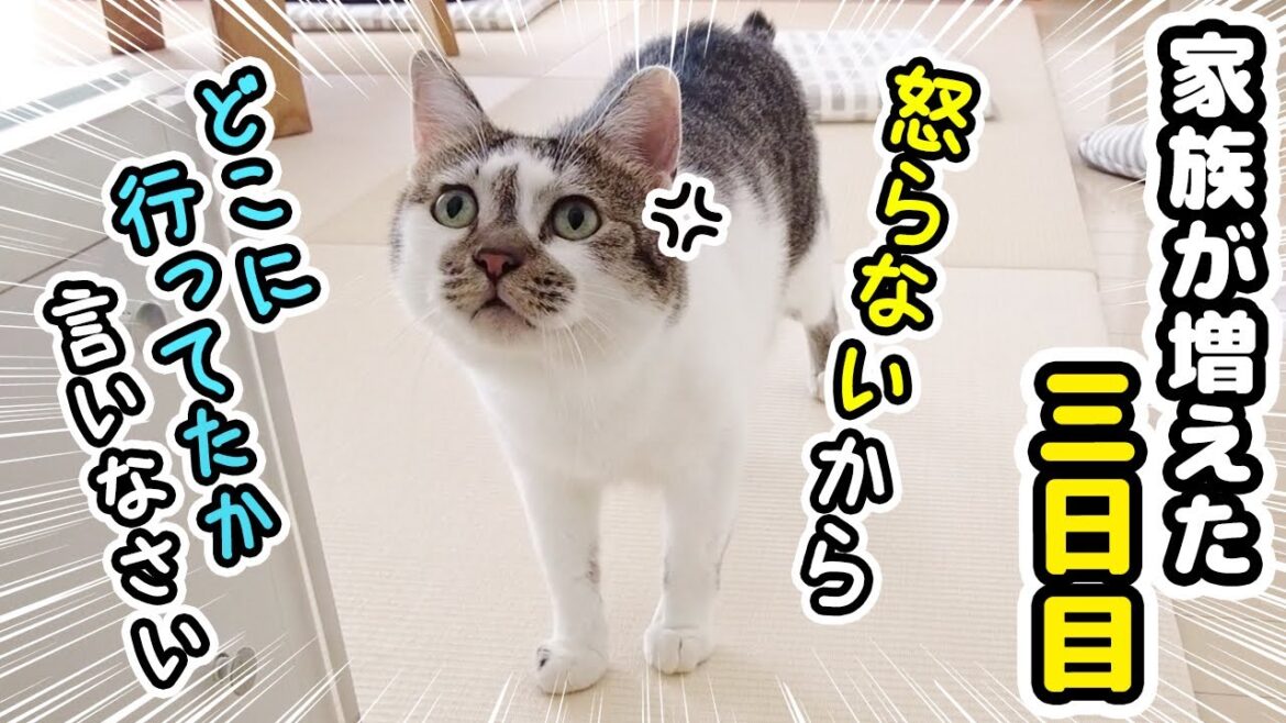 黙って新入猫の部屋へ行ったら文句を言う愛猫がかわいい