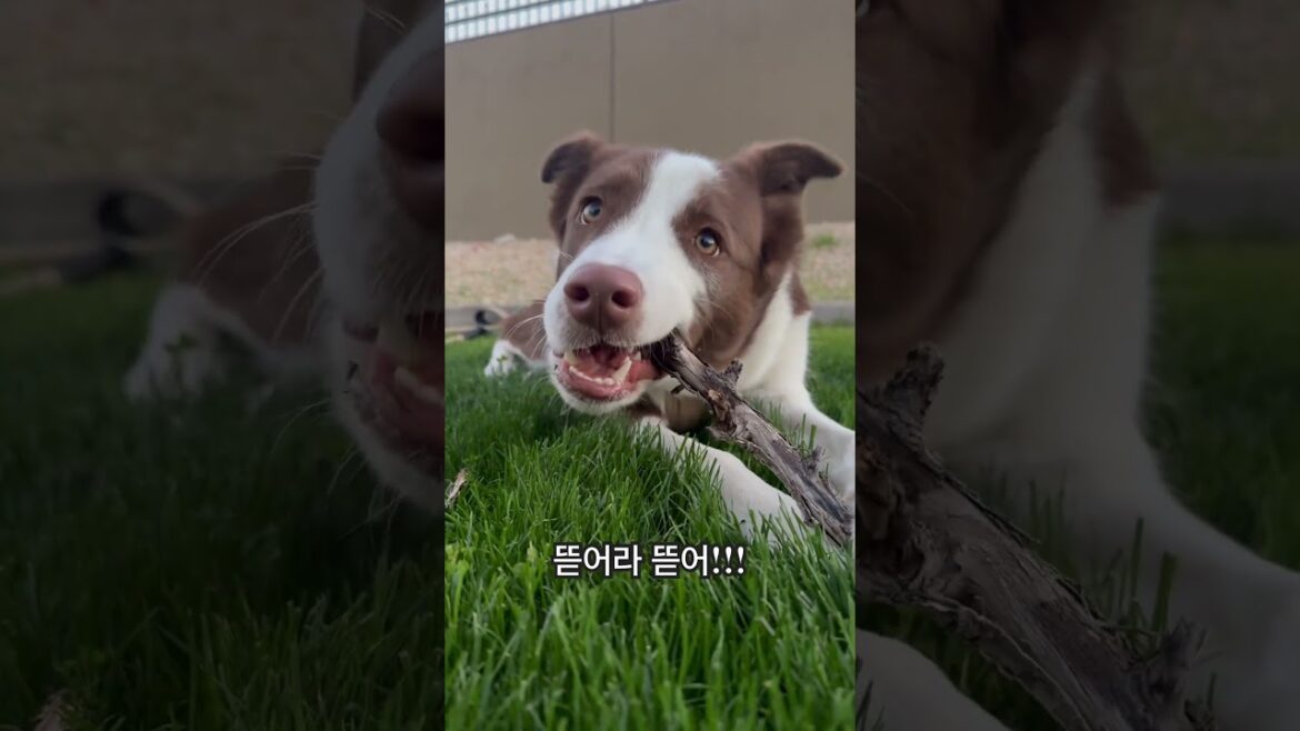 It’s okay, if you want🪵 #괜찮아 #딩딩딩딩딩 #pet #puppy #puppylife #dog #comedyvideos #kpop#dingdingding