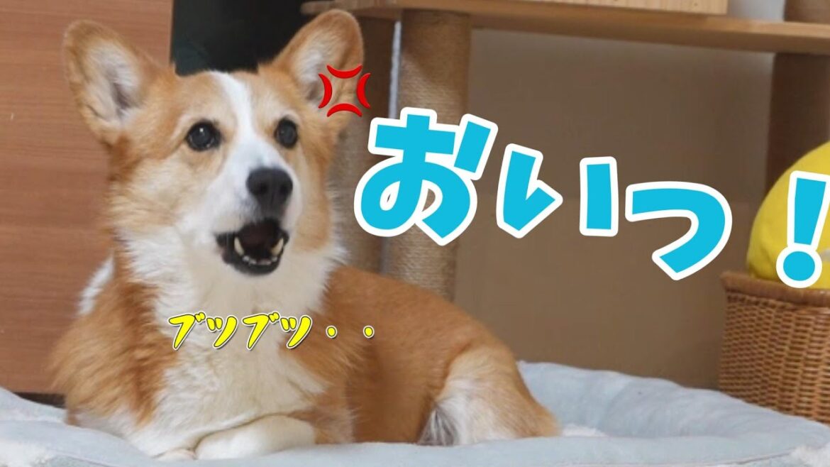 気に入らない事があるとブツブツ文句を言う愛犬がかわいい 気に入らない事があるとブツブツ文句を言う愛犬がかわいい