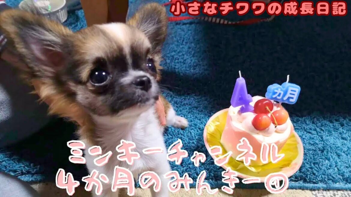 【4か月の頃の赤ちゃんチワワ！～初めてのお散歩♪～①】