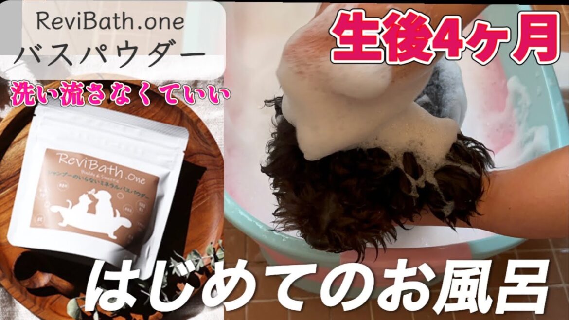 【子犬 トイプードル】パピーにオススメ！ミネラルバスパウダーではじめてのお風呂も楽々〜トイプードル生後４ヶ月〜 ＃多頭飼い ＃40代夫婦