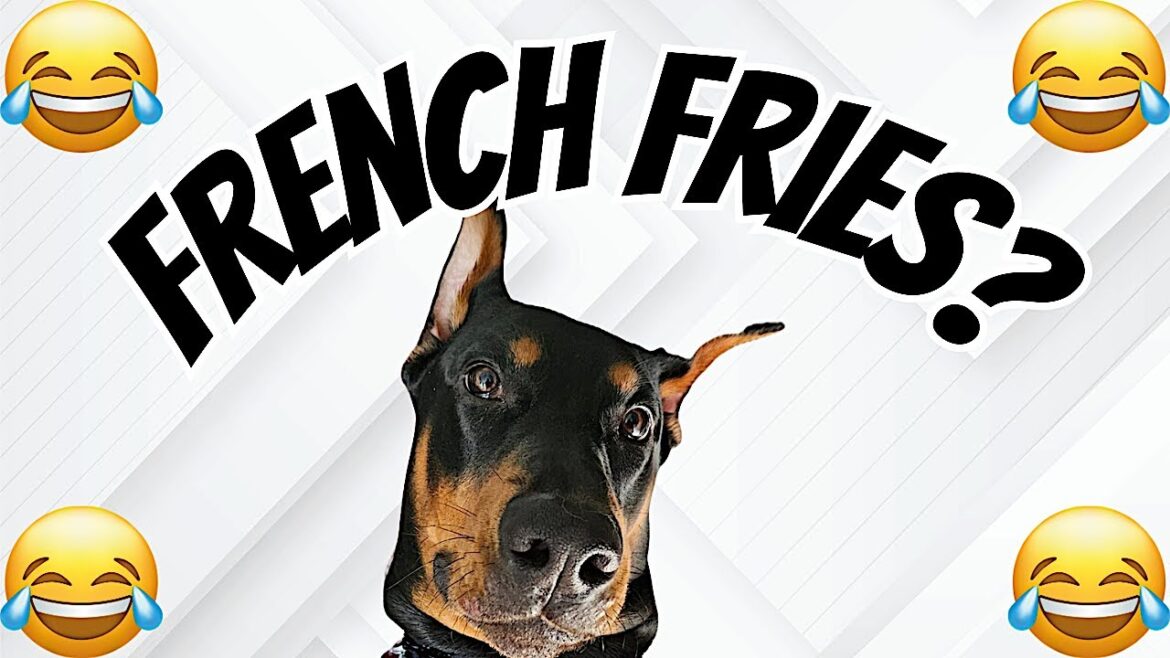 Doberman tries a french fry