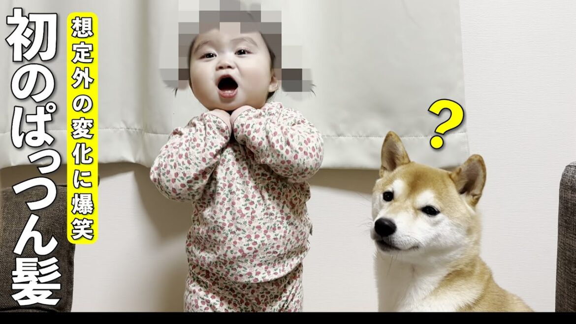 １歳児の予想外の変化に困惑する柴犬と大爆笑の夫婦