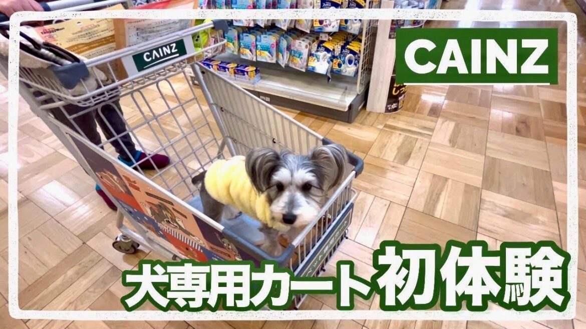 初体験！カートに乗ってカインズで買い物
