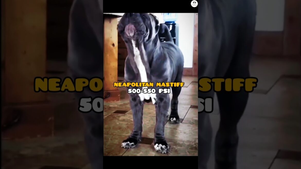 Doberman vs Saint Bernard, Dogo argentino, Neapolitan mastiff,Tosa inu, Kangal #shorts #dogs #new