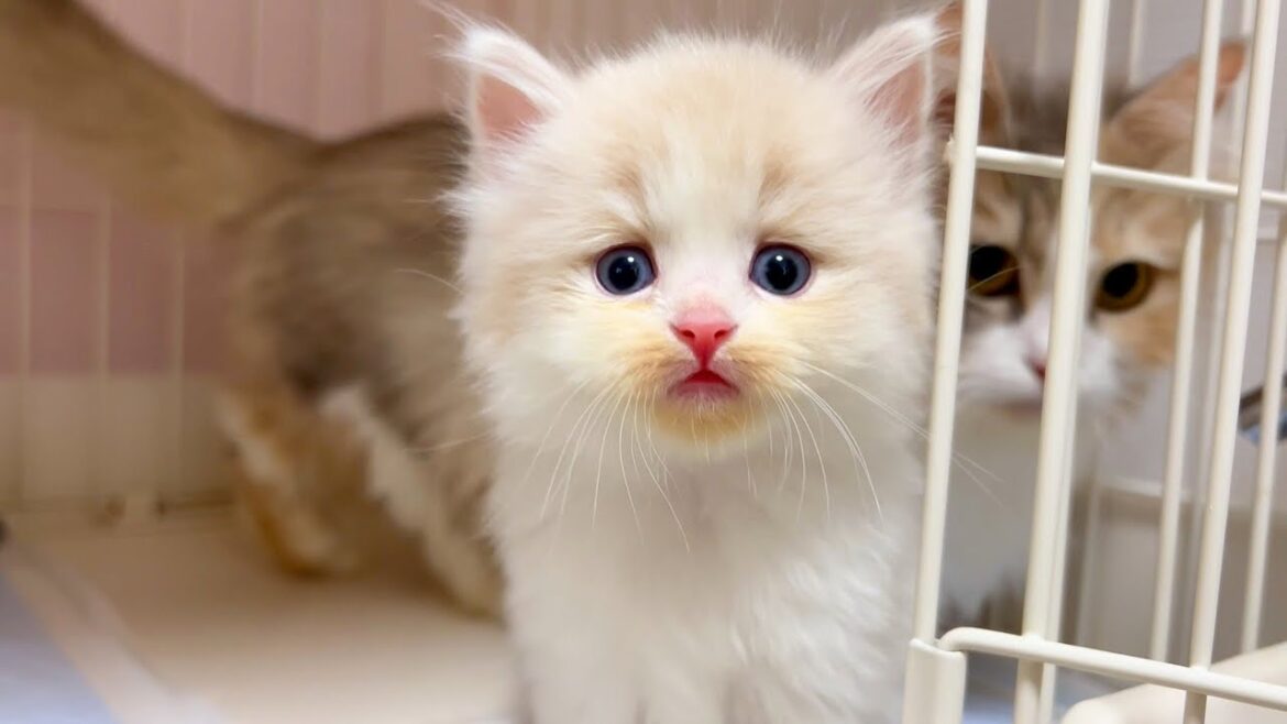 【マンチカンの子猫】可愛い子猫に噛まれると思ってる以上に痛い件 ～猫のいる生活Vol.1074～出産動画 マンチカン短足・ミヌエット・ペルシャ猫専門ブリーダー『ペット蔵人』【子猫の成長記録】