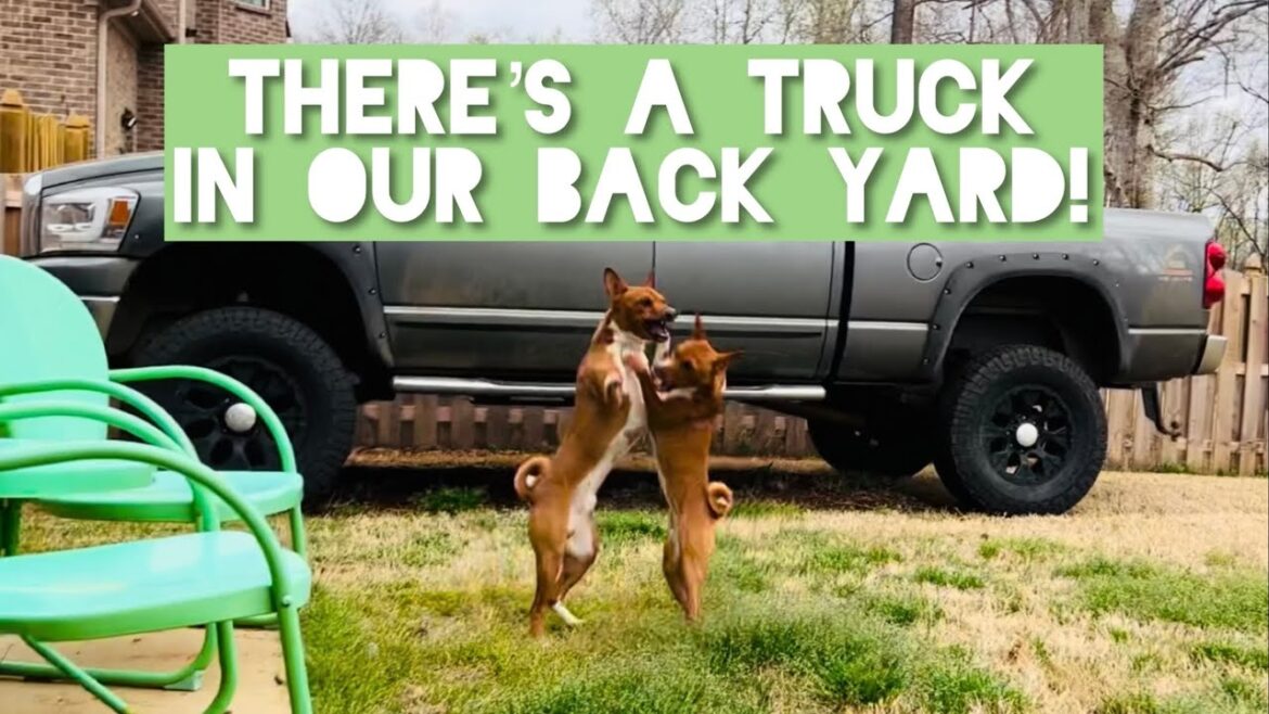 Basenji Surprise! There’s a Truck in Our Back Yard!