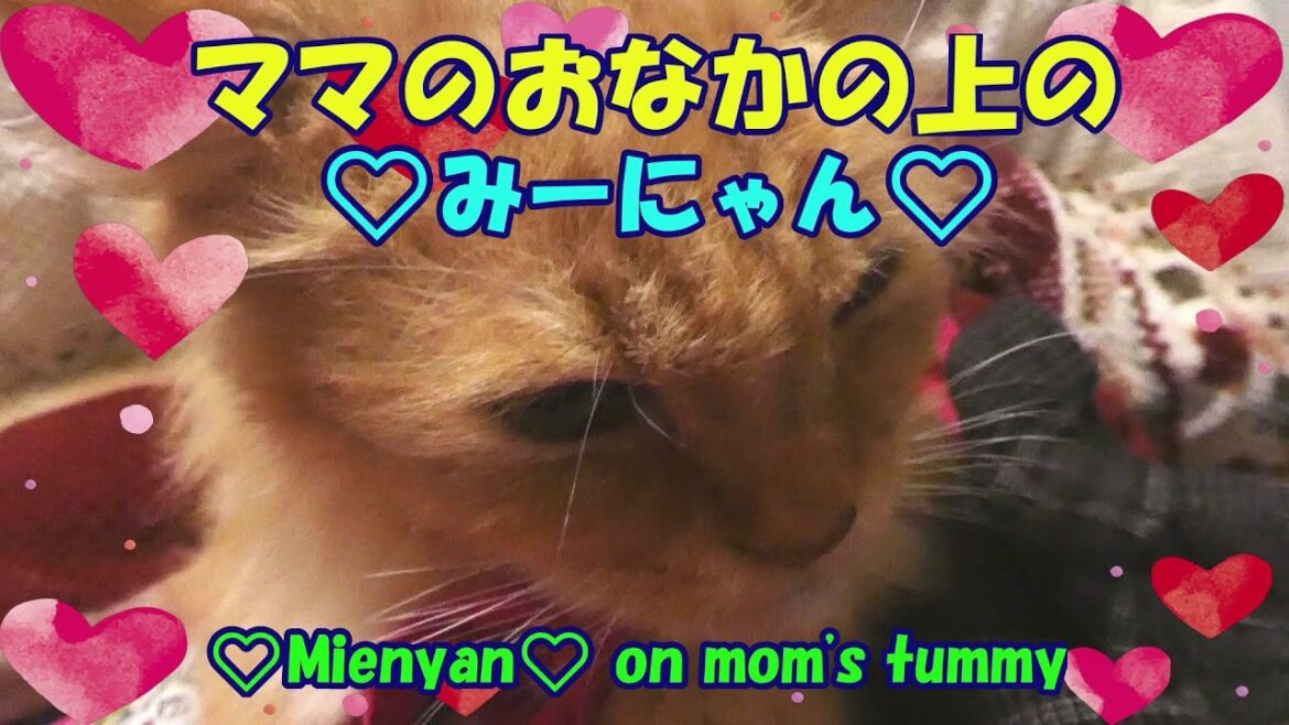 ママのおなかの上の❤みーにゃん❤❤Mienyan❤ on mom's tummy