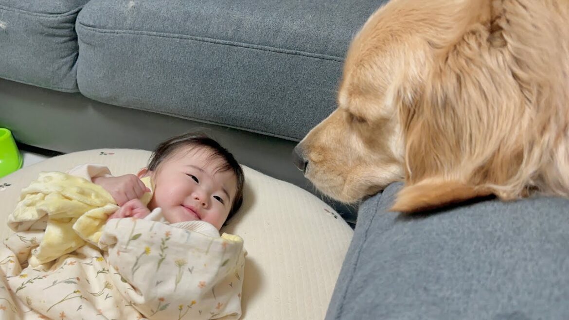 何度もベッドから脱走する赤ちゃんを全力で止め寝かしつけようとしてくれる豆柴とゴールデンレトリバー
