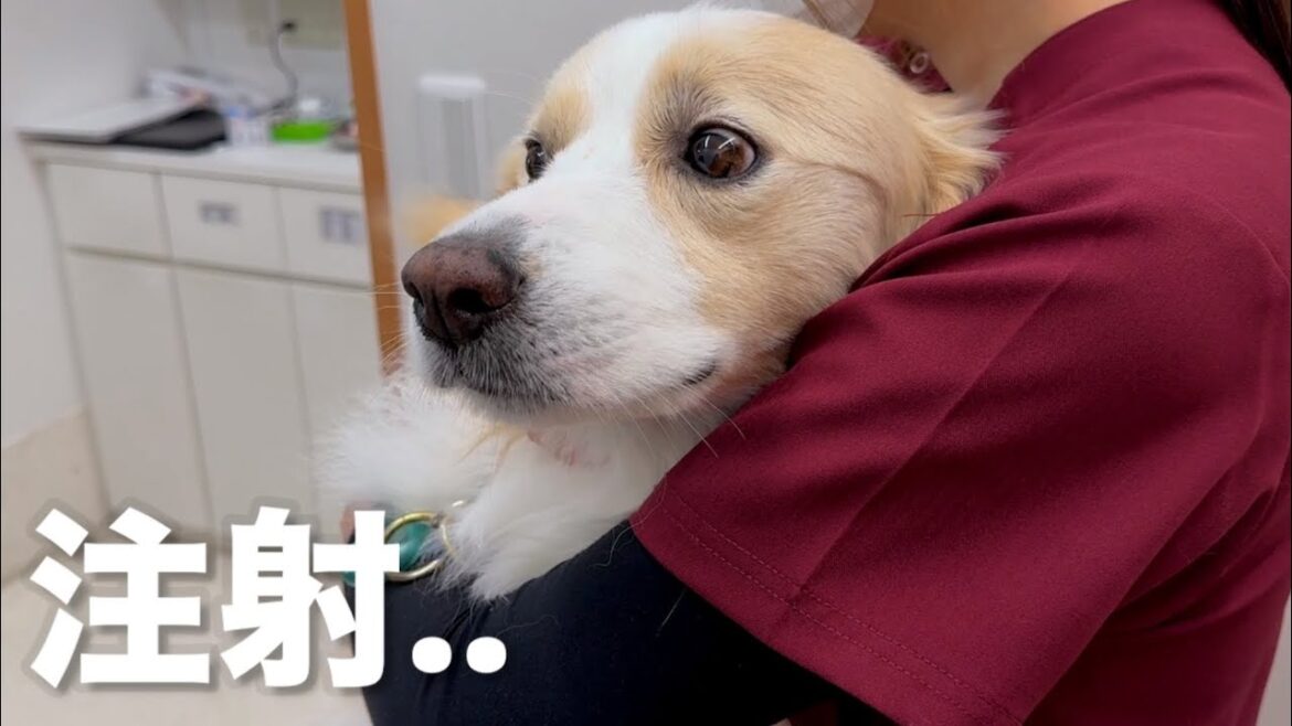 注射だとわかった途端、涙目になり絶望に落とされる犬…【ボーダーコリー•ゴールデンレトリバー】 注射だとわかった途端、涙目になり絶望に落とされる犬...【ボーダーコリー•ゴールデンレトリバー】