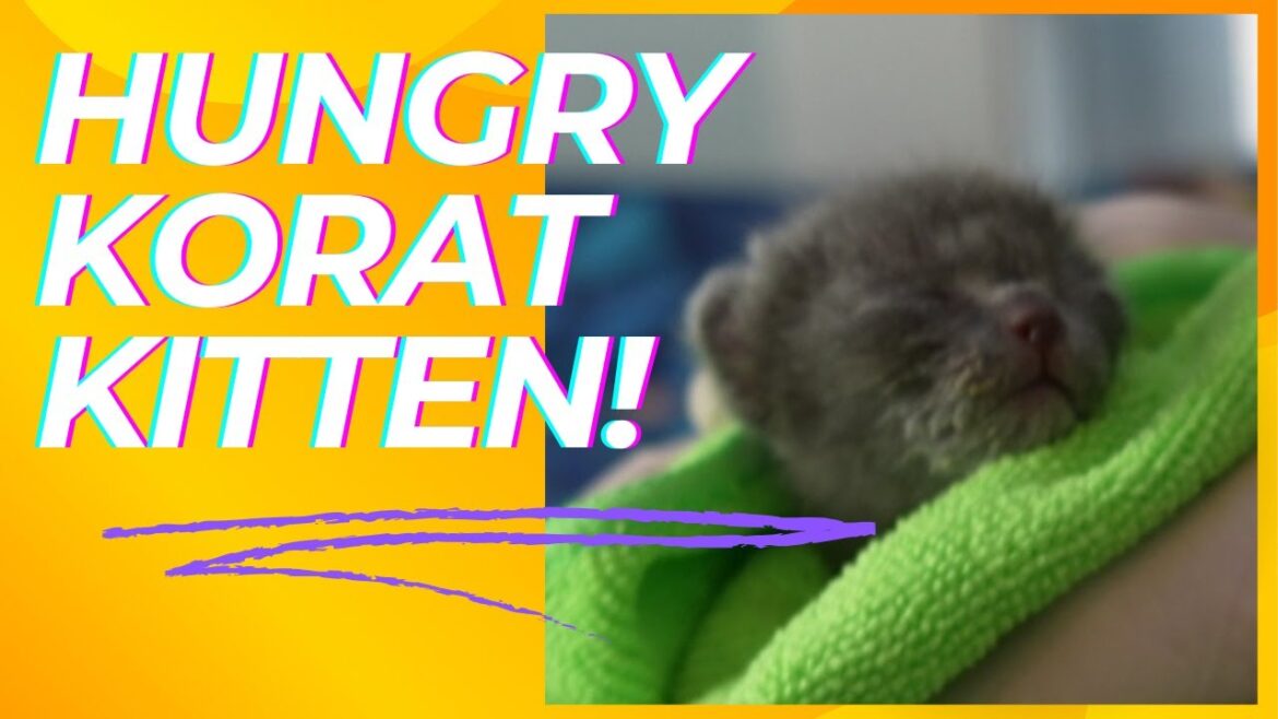 Stormy, The Hungry Korat Kitten! Stormy, The Hungry Korat Kitten!