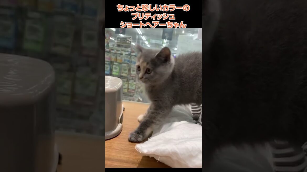 かわいい猫紹介 ちょっと珍しいカラーのブリティッシュショートヘアーちゃん😺【横浜ペットショップ ベルドック】#shorts #猫動画 #猫のいる暮らし かわいい猫紹介 ちょっと珍しいカラーのブリティッシュショートヘアーちゃん😺【横浜ペットショップ ベルドック】#shorts #猫動画 #猫のいる暮らし