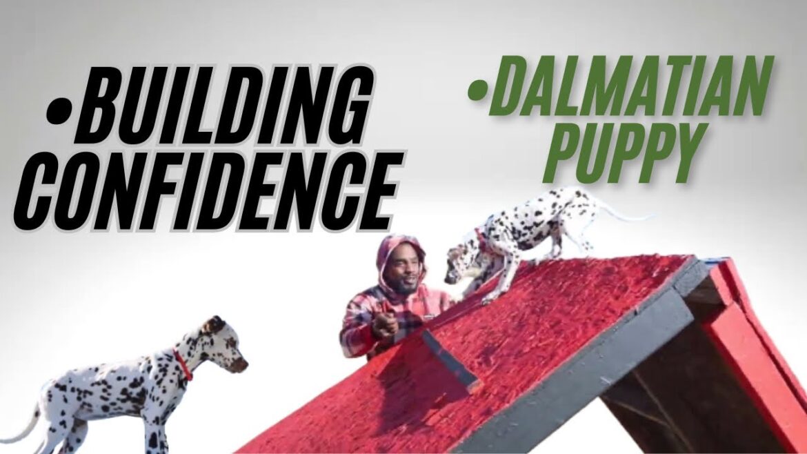 Training A Dalmatian | Rye Building Confidence, Obstacles