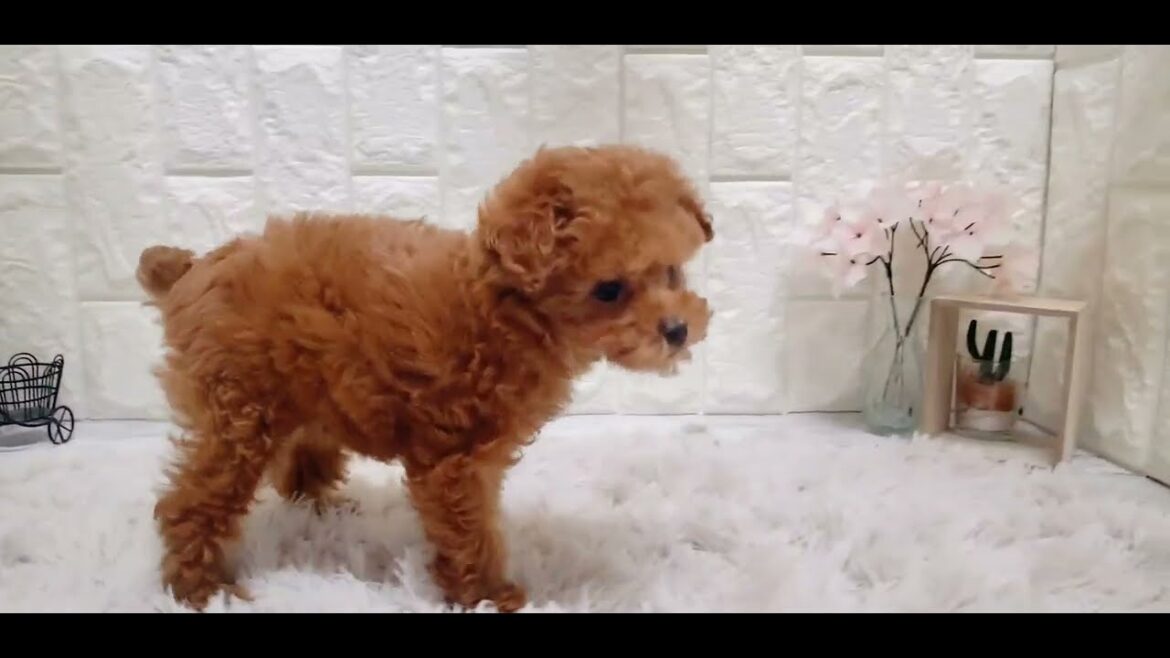 ペットショップ 犬の家 岡山店 「タイニープードル」「181395」
