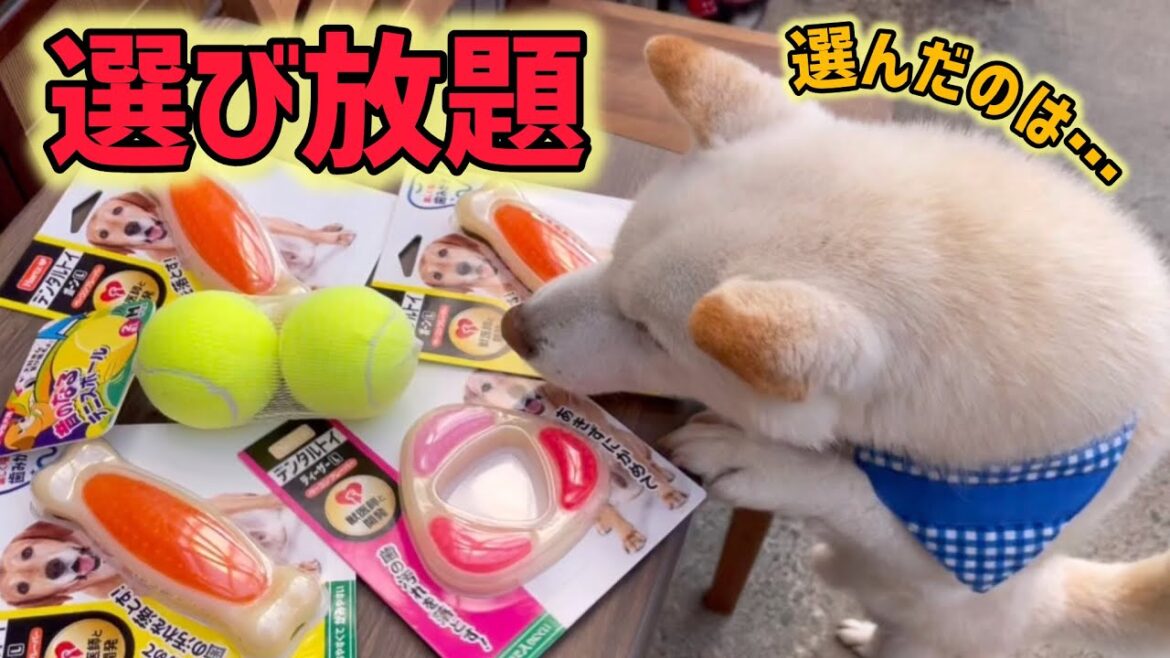柴犬、やっぱりコレが好きw
