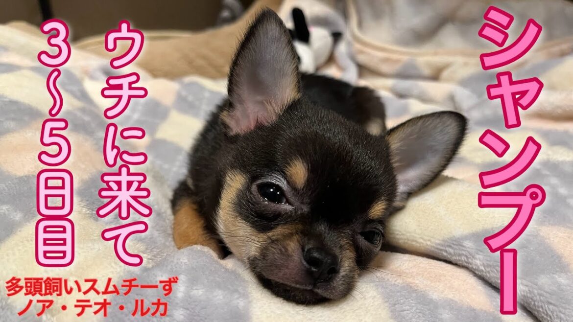 パピーチワワのルカ初シャンプー🐾２４時間の過ごし方紹介【多頭飼いスムチーず】