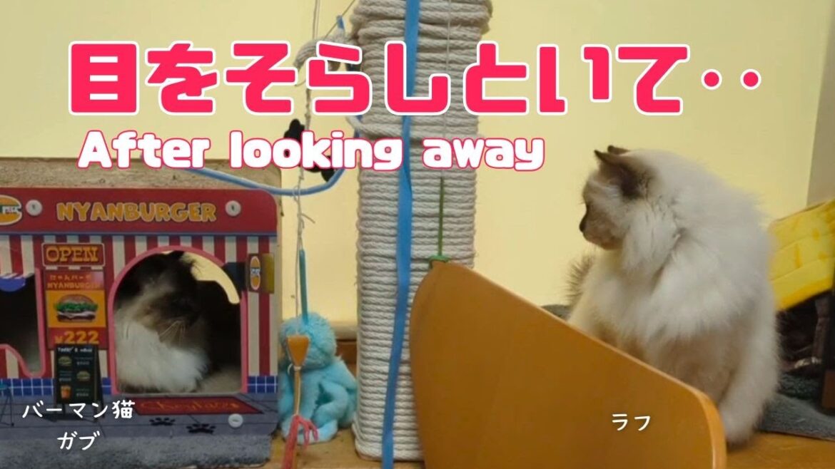 バーマン猫ガブとラフ【目をそらしといて‥】After looking away（バーマン猫）Birman/Cat