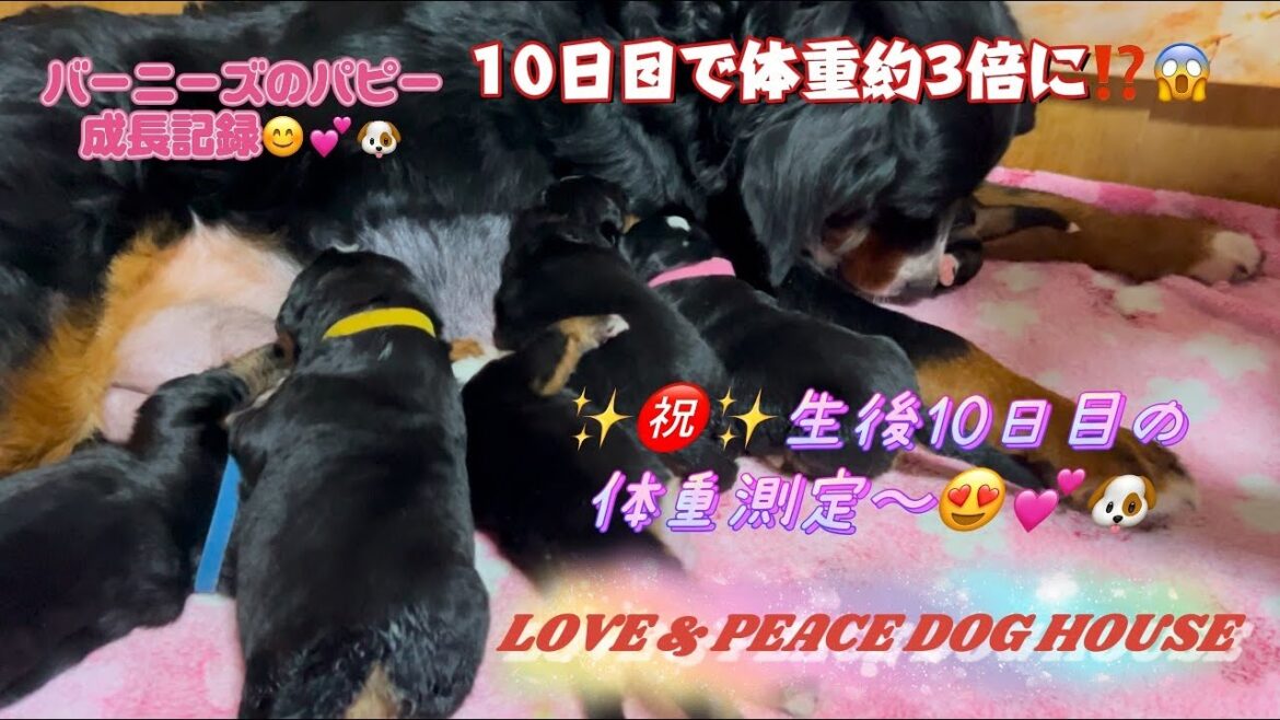 生後１０日目！コロコロムチムチなバニベイビー達🥰