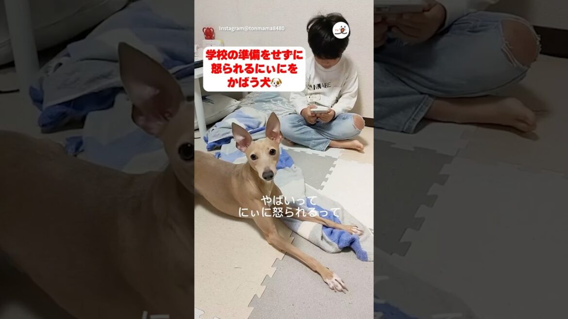 にぃに！早くスマホしまって！｜PECO #イタリアングレーハウンド #犬 #愛犬家 #犬のいる暮らし #italiangreyhound #dog #doglover #doglife