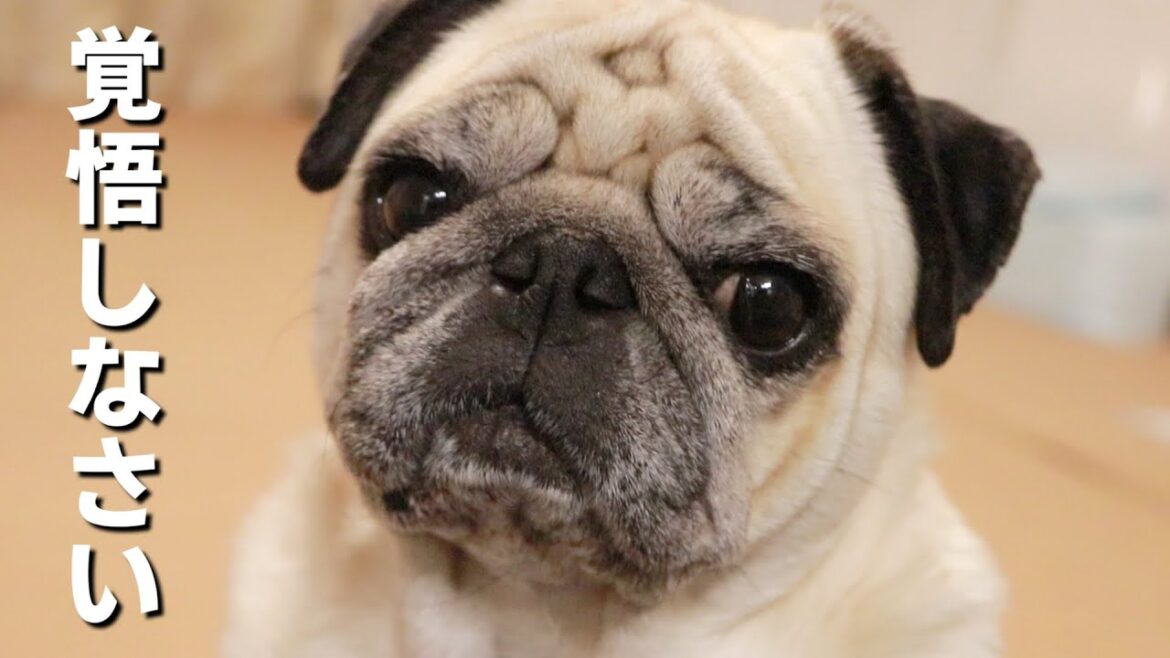 これからパグを飼いたい人必見!パグはこういう犬種です これからパグを飼いたい人必見!パグはこういう犬種です