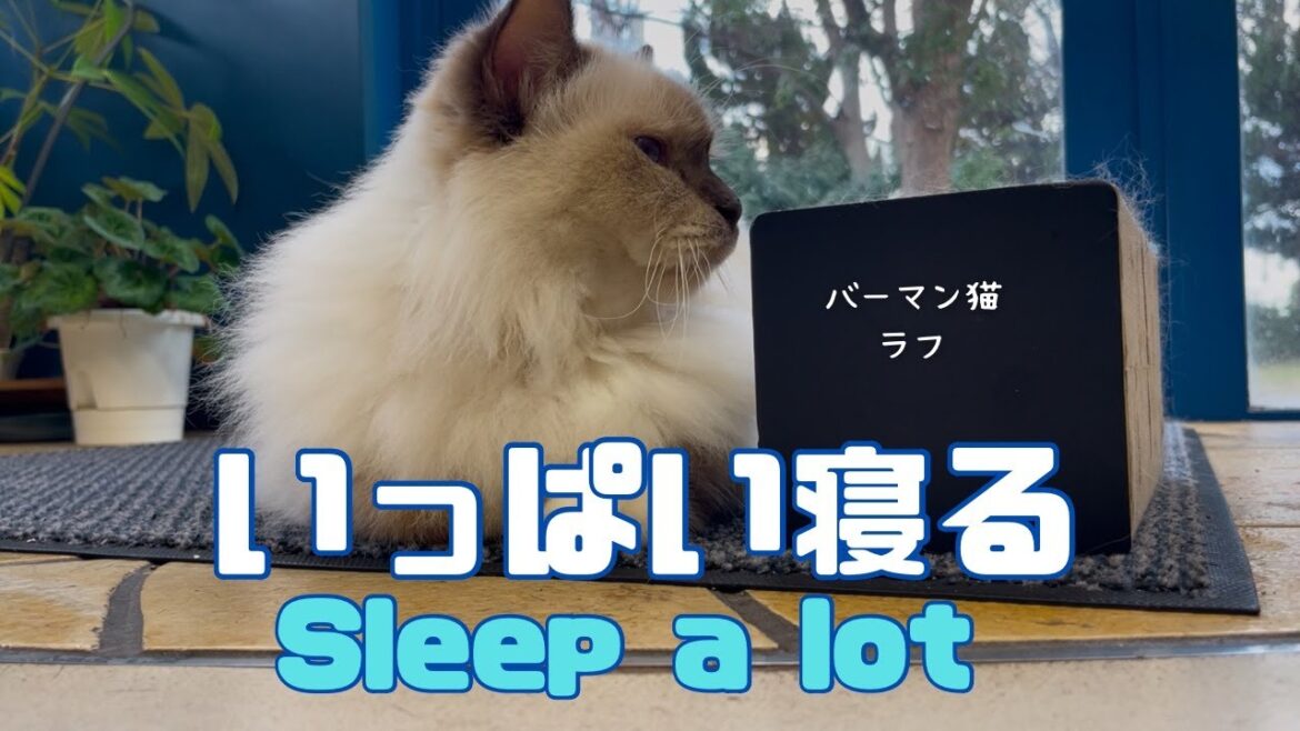 バーマン猫ラフ【いっぱい寝る】Sleep a lot（バーマン猫）Birman/Cat