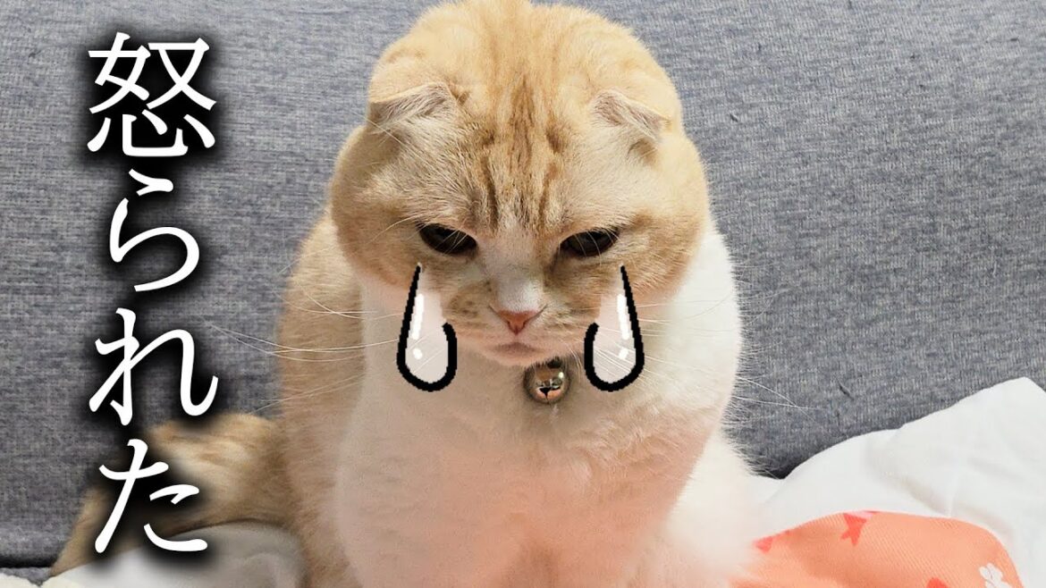 怒られました…涙 怒られました...涙