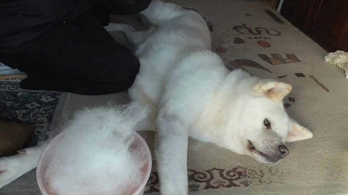 【秋田犬ゆうき】良い天気なのでブラッシング♪と思っていたら冬毛がごっそりに抜けて来ました【akita dog】