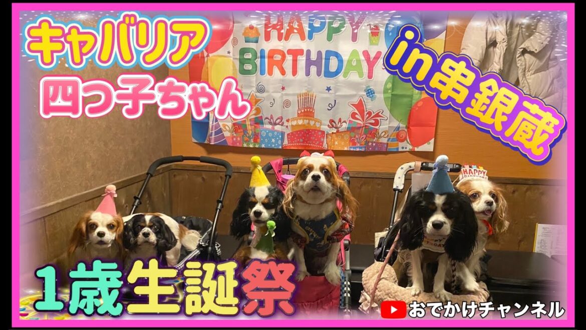 キャバリア四つ子ちゃん1歳生誕祭in串銀蔵 キャバリア四つ子ちゃん1歳生誕祭in串銀蔵