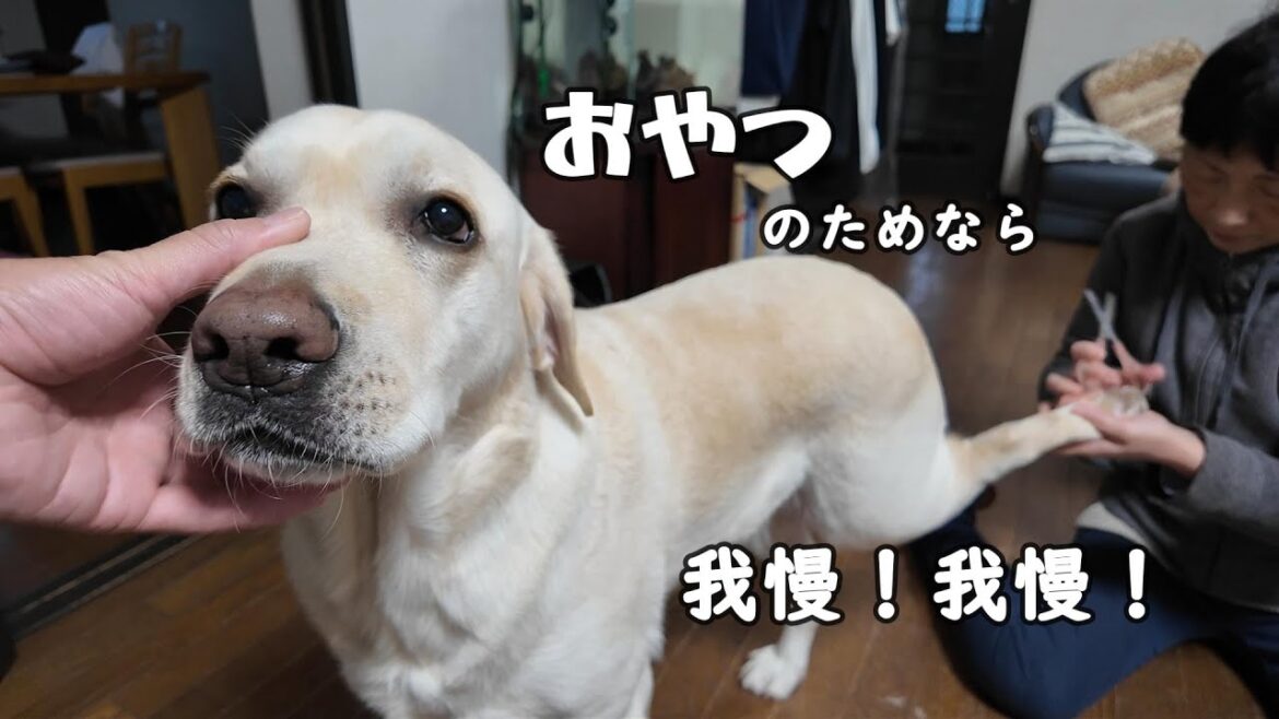 おやつを貰うためなら我慢！我慢！のラブラドールレトリーバー