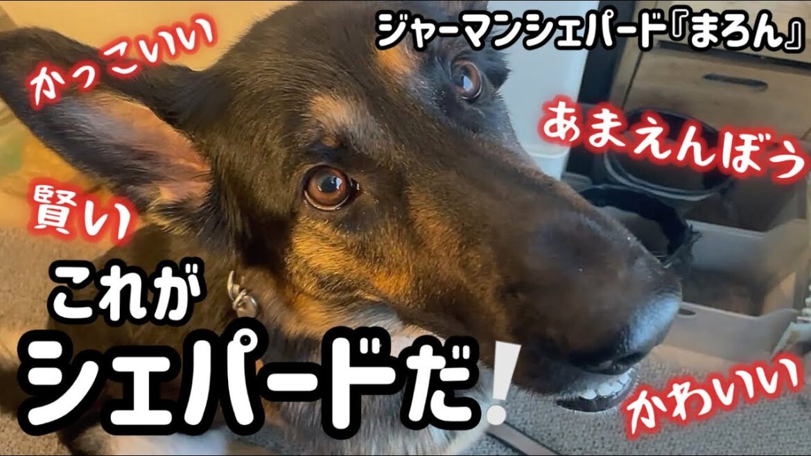 シェパードの魅力満載❣️かわいいけどかっこいい😎甘えん坊で優しい!そんなシェパードの1日です🐶【ジャーマンシェパード】 シェパードの魅力満載❣️かわいいけどかっこいい😎甘えん坊で優しい!そんなシェパードの1日です🐶【ジャーマンシェパード】