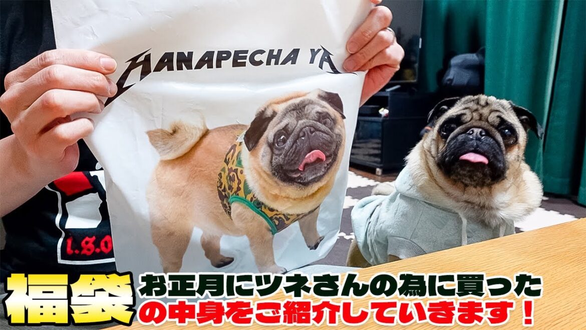 【爆笑パグ動画】お正月にツネさんの為に買った「はなペチャ屋」さんの福袋が最高すぎた!!! 【爆笑パグ動画】お正月にツネさんの為に買った「はなペチャ屋」さんの福袋が最高すぎた!!!