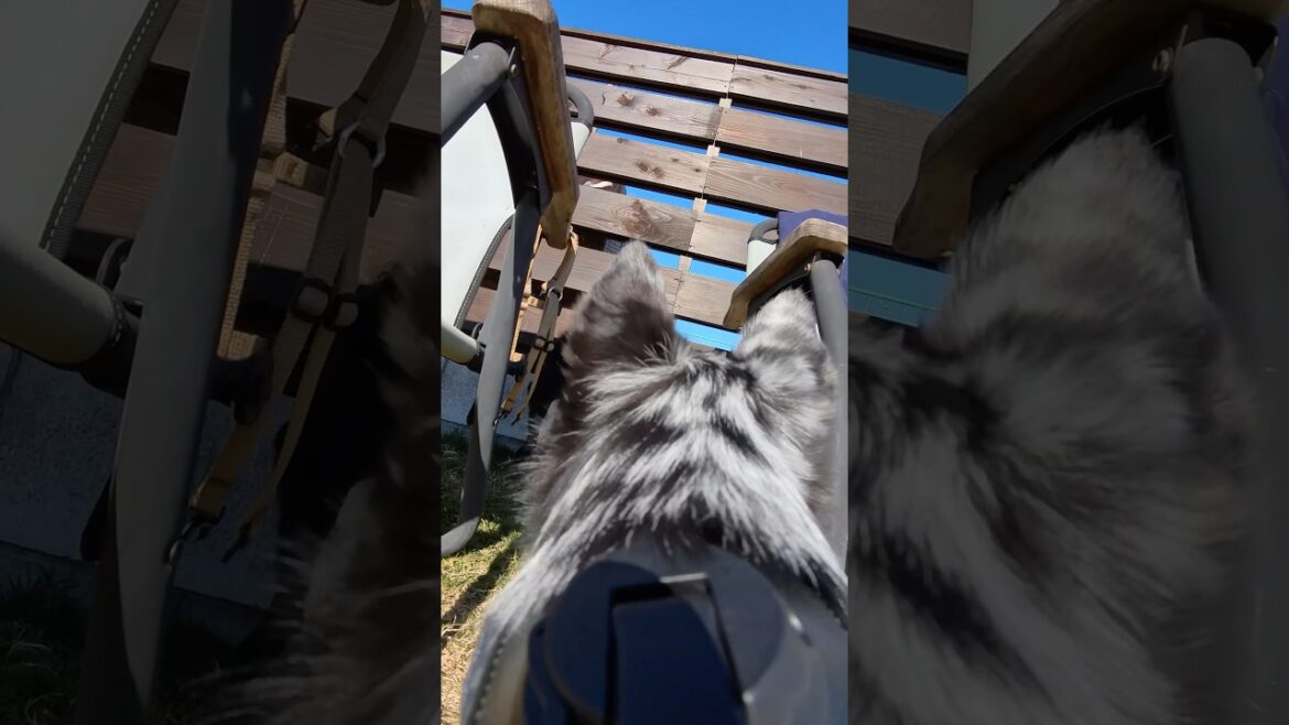 いす際の攻防　#すみぞ #チワワ #スキッパーキ #ミックス犬