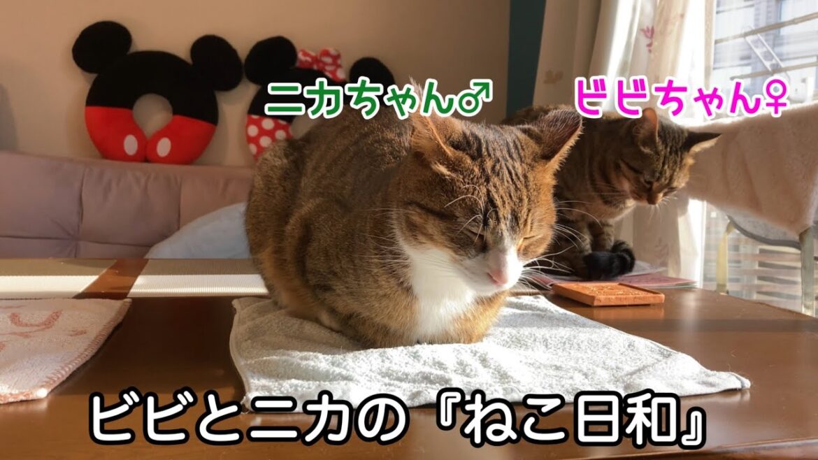 【ねこ日和】日向ぼっこをする猫ちゃんが可愛いすぎました（後半にちょっとしたお知らせがあります）