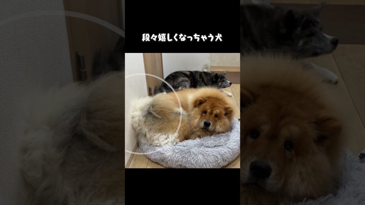 段々嬉しくなっちゃう犬【チャウチャウ】【多頭飼い】【大型犬】＃Shorts