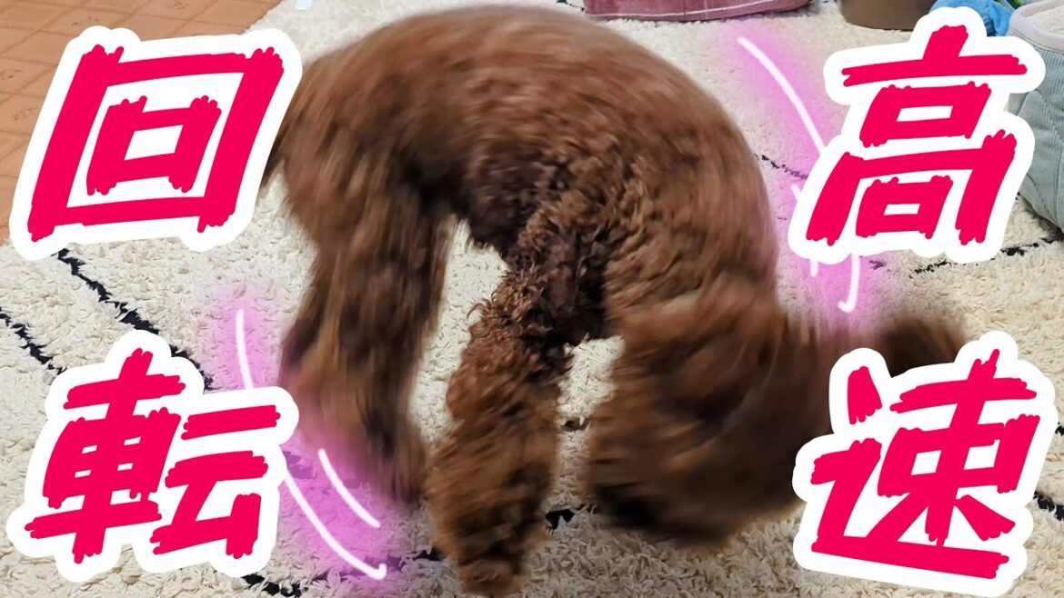 焼き芋が食べたくて仕方がない愛犬？トイプードルの高速回転も？