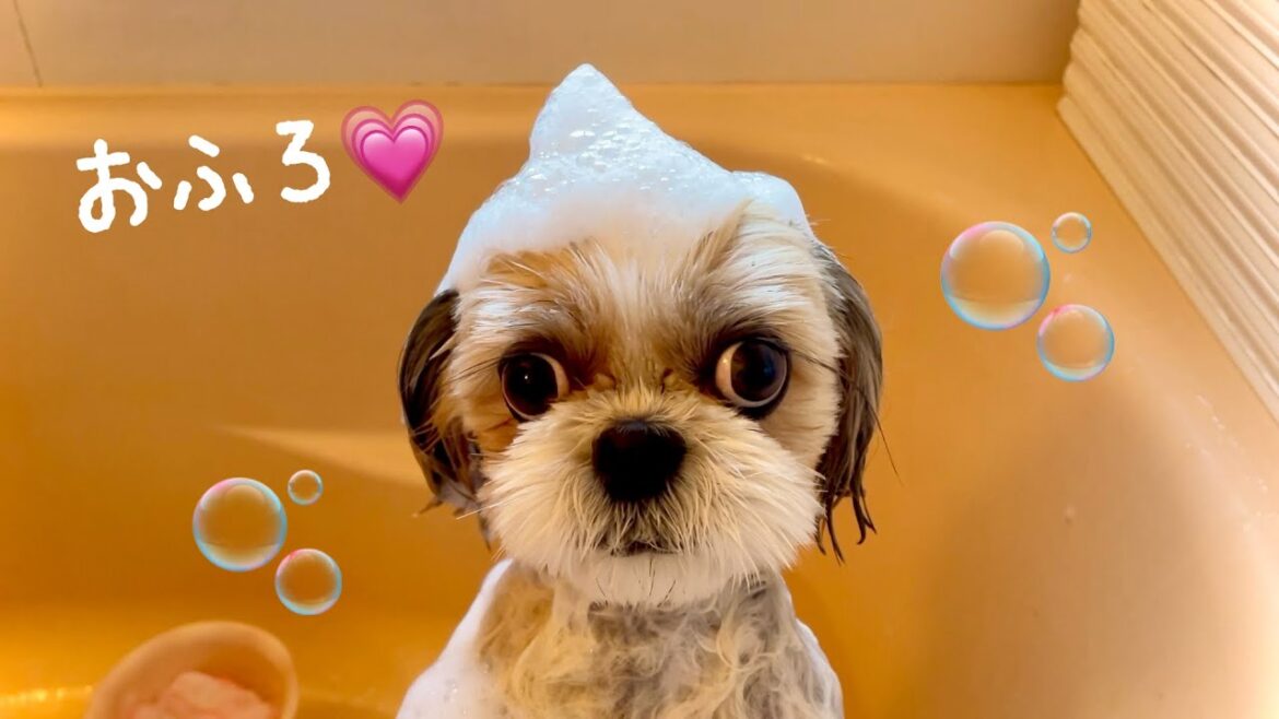 【シーズー】ちょっぴりシャワーが苦手な、ななちゃんの入浴シーン🐶#シーズー #dog #犬