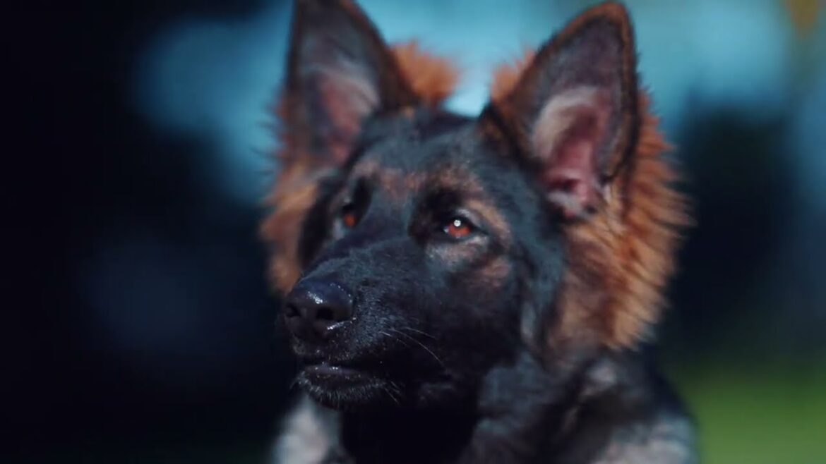 Family Protection Dogs in Action 🛡️ Obedience Training with German Shepherds