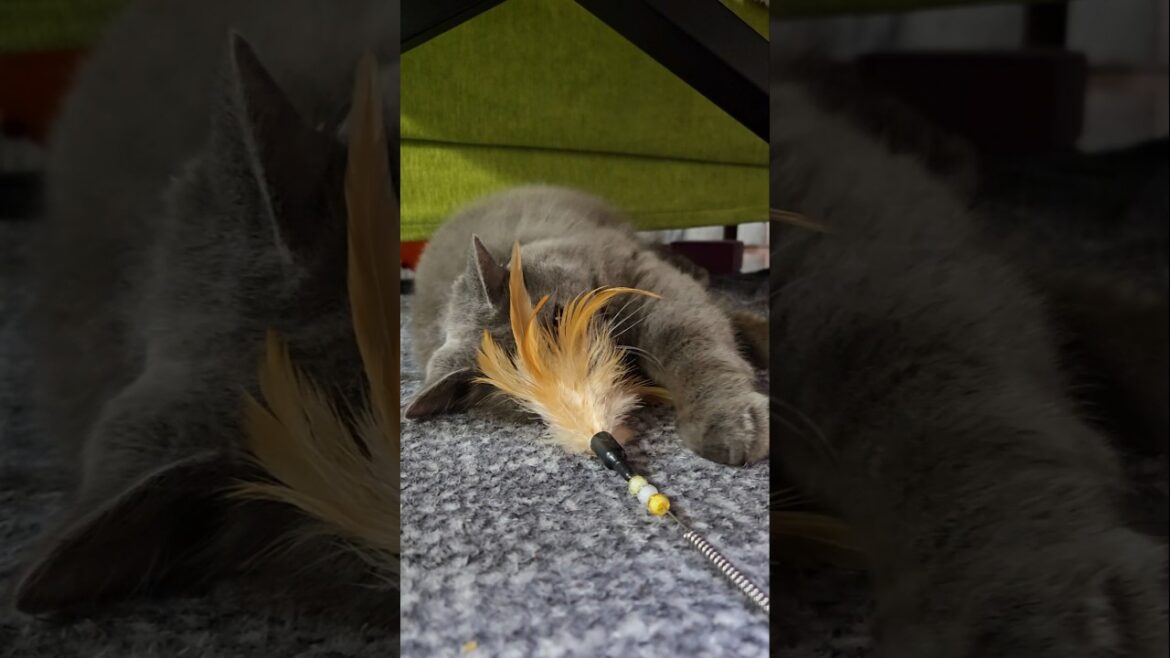 今じゃないの‪💢‪💢‪💢【サイベリアン・キキのKIKICHANNEL】#サイベリアン #猫 #Siberian #cat #shorts
