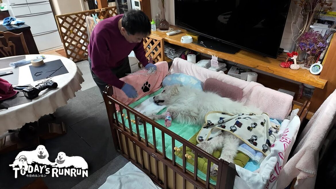 お父さんにベッドを広くしてもらい快適になったルンルンです　Great Pyrenees　グレートピレニーズ